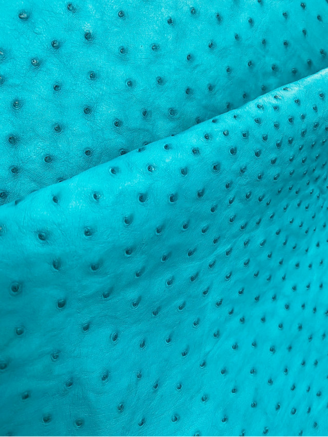 Ostrich/Turquoise